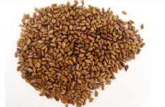 糖尿病可以吃决明子吗？决明子对肝脏有损害