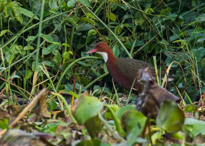 白喉秧鸡来自马达加斯加。</p><p>