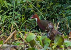 最重要的鸟类纪录之一，来自非洲的鸟类白喉秧鸡首现重复进化