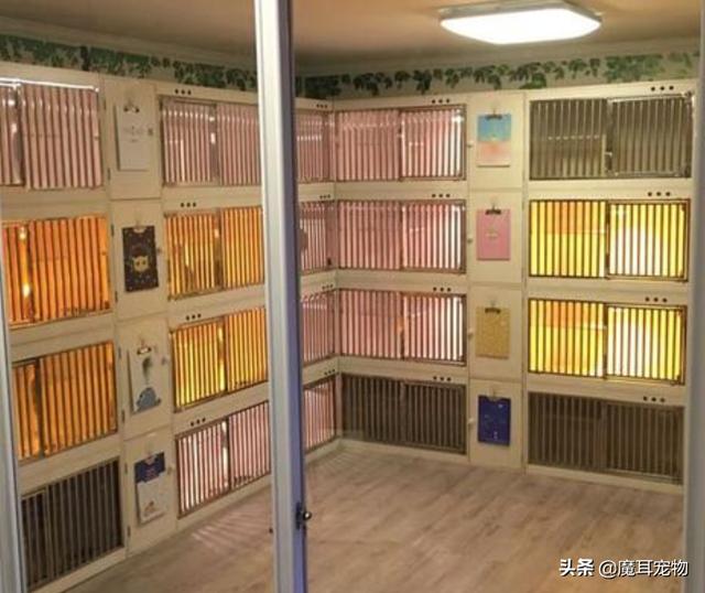 宠物生病怎么向公司请假（休年假如何照顾小宠物狗）(21)