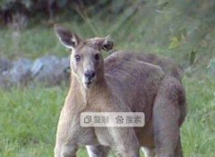 袋鼠还会打人吗