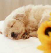 超可爱小狗狗养小狗的好处