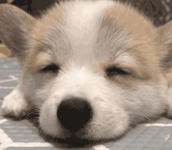 超可爱小狗狗(养小狗的好处)(2)