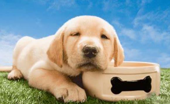 超可爱小狗狗(养小狗的好处)(3)