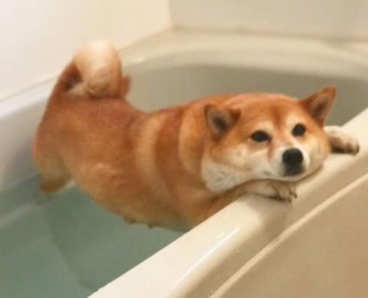 超可爱小狗狗(养小狗的好处)(4)