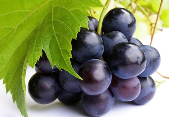 超可爱小狗狗(养小狗的好处)(5)