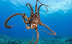 章鱼是四维生物？章鱼的特点
