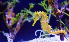 海马是鱼类吗？？海马是马吗