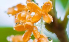 桂花的别称你知道有几种桂花之乡在哪里