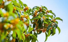 桂花的花期是什么时候呢？桂花的生长环境是样的
