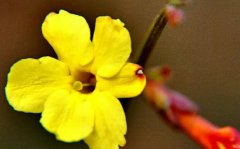 迎春花的花蕊是什么颜色？迎春花种植