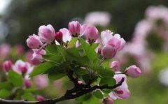 海棠花主要分布在哪里呢？海棠花作用呢