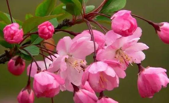 海棠花与木瓜花有区别吗?海棠花的花期多长