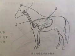 为了奔跑？马的呼吸系统进化到变态：自带兴奋剂