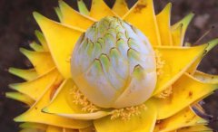 霸王花的生长环境样呢？霸王花主要分布在哪里呢