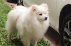 狗狗吃什么爆毛增毛效果最好