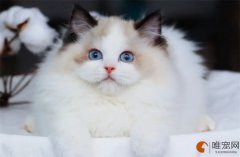 耳螨猫咪在家清理？能自愈吗