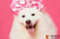 狗狗驱虫10天了还挠痒 判断是否驱干净了