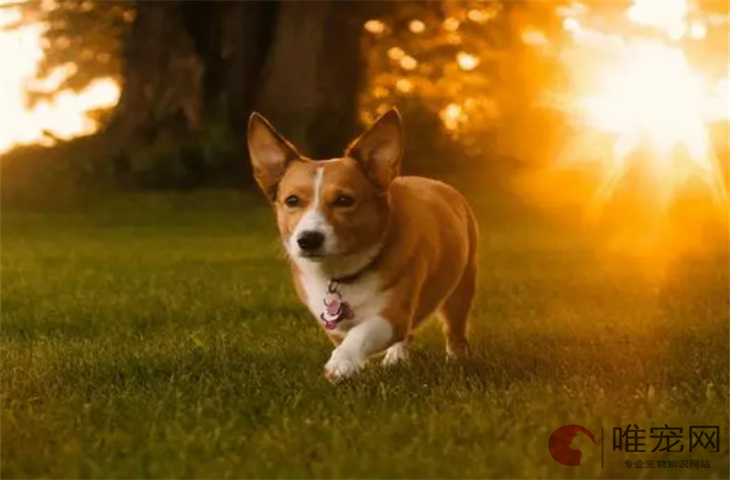 狗狗皮肤过敏用什么药 能自愈吗 狗狗皮肤过敏用什么药 能自愈吗