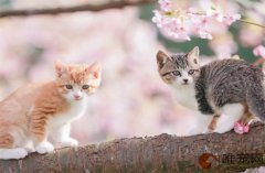 狸花猫喜欢你的表现？会保护主人吗