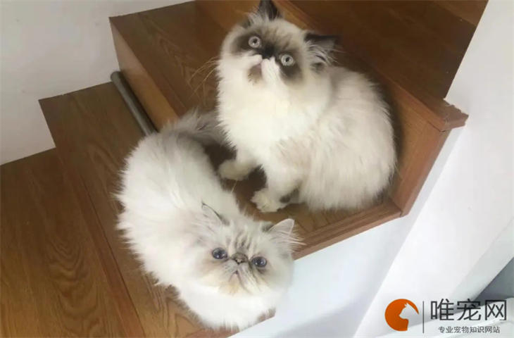 猫没有沐浴露拿啥洗澡 正确方法是什么样的 猫没有沐浴露拿啥洗澡 正确方法是什么样的