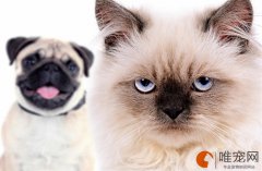 猫能喝牛奶吗？不小心喝了办