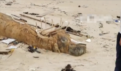 海南发现“骨架两米”的不明生物尸体？渔民指认：可能为花猫鲨