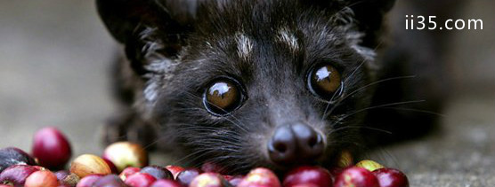 世界上最贵的10种咖啡排名：瑰夏咖啡3000千人民币仅九两多