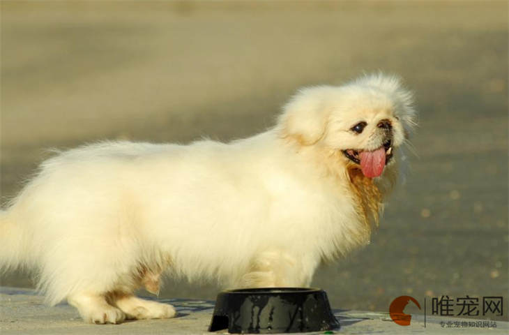 狗狗洗澡后皮肤长了很多红颗粒是怎么回事 狗狗洗澡后皮肤长了很多红颗粒是怎么回事