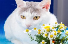 猫咪在家洗澡清洗？正确方法是什么样的