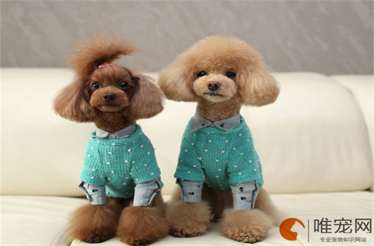 狗狗身上痒一直挠要用什么药 什么原因导致的 狗狗身上痒一直挠要用什么药 什么原因导致的