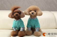 狗狗身上痒一直挠要用什么药什么原因导致的