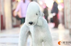 判断狗狗是不是缺钙几个月补钙最佳