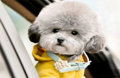狗狗沐浴露选？什么能代替