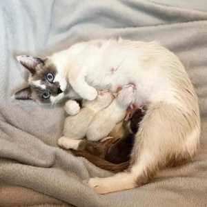 猫为什么会乳糖不耐受？如何知道猫是否乳糖不耐受？