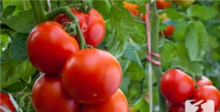 甘蔗可以治咳嗽吗?滋阴润燥 减轻肺部不适症