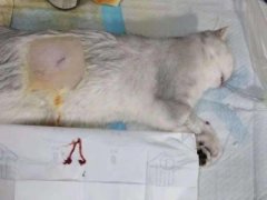 去除强化地板上的猫尿味？4招教你处理？才会没味道