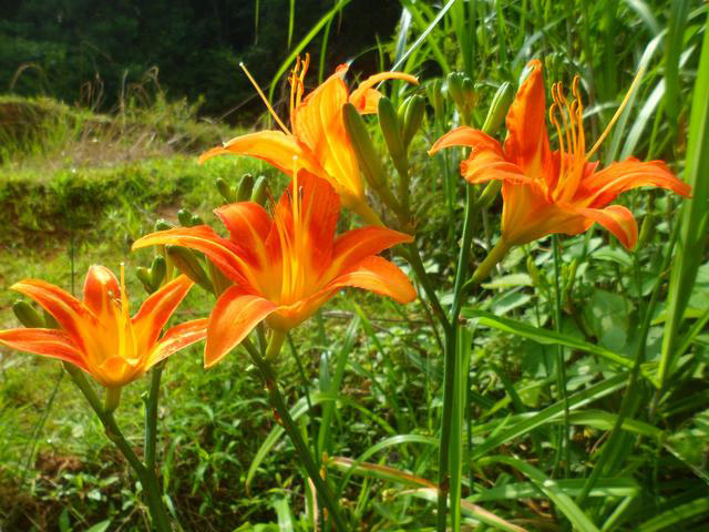 地球上十种神奇的植物排行榜 ：会跳舞的植物你见过吗？