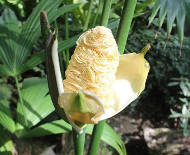 地球上十种神奇的植物排行榜 ：会跳舞的植物你见过吗？