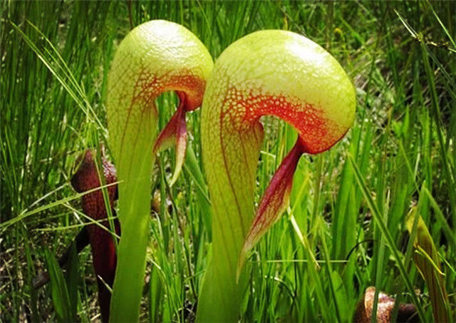 地球上十种神奇的植物排行榜 ：会跳舞的植物你见过吗？