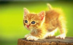 对于捡到的新生小奶猫，进行人工抚育？捡来的小奶猫吃什么