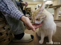 猫咪是交配的？奇怪的知识又增加了！？猫咪是识别主人的