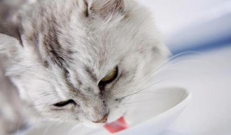 猫咪取暖却被灼伤？冷烫伤不可不防 猫被烫伤会自愈吗？