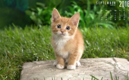 带生病猫咪去打针，猫咪极力抵抗？主人一招轻松解决问题 猫生病打针打哪个部位