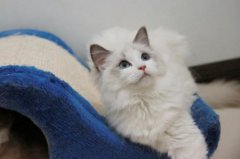 兔子吃什么草不拉稀兔子吃什么草能防疾病