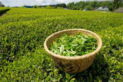 青蛙藤养植物长青藤养