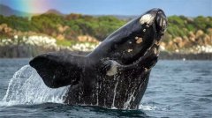 鲨鱼是在地球温度大幅飙升的情况下幸存下来