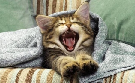 解决猫咪咬人行为:训练技巧与预防措施