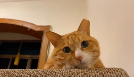 猫咪舔舐行为背后的真相