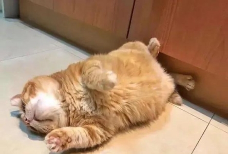 卖猫要注意什么?卖猫骗局过程,阿什拉一只16万其实是骗局